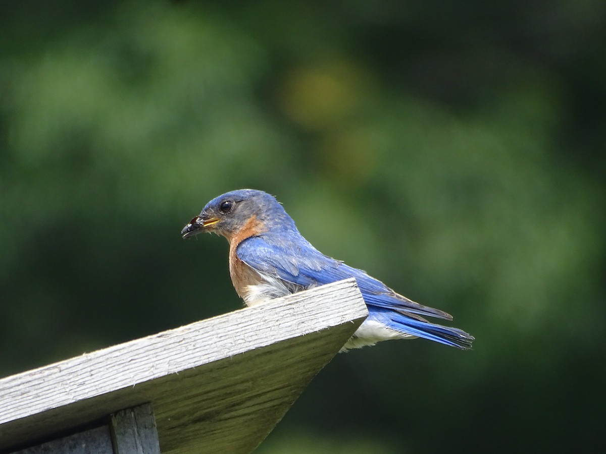 Eastern Bluebird - ML638544161