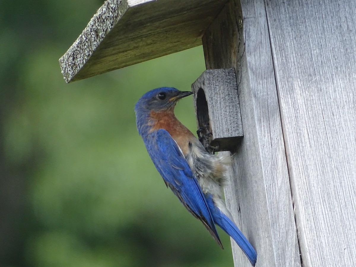 Eastern Bluebird - ML638544162