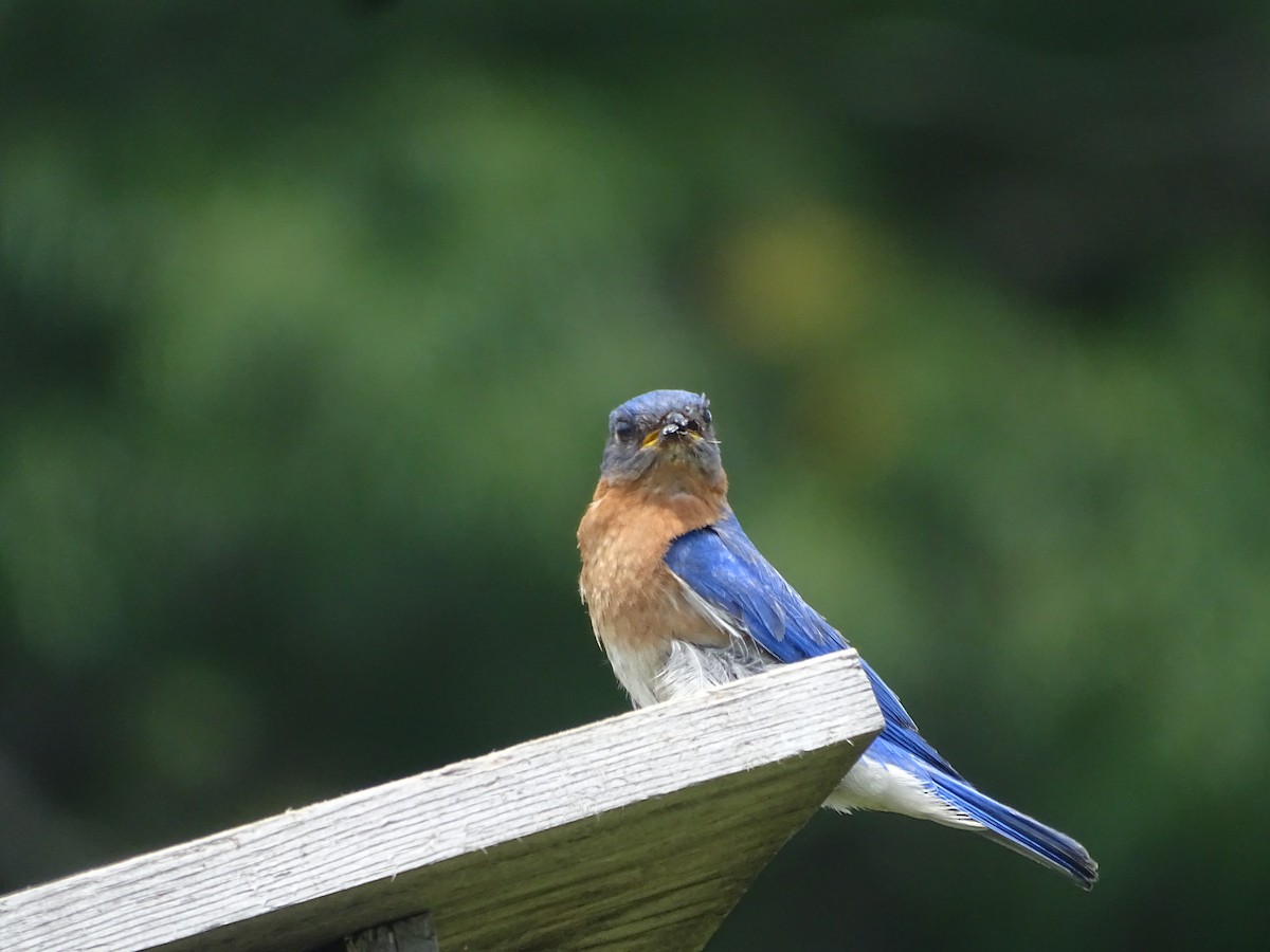 Eastern Bluebird - ML638544163
