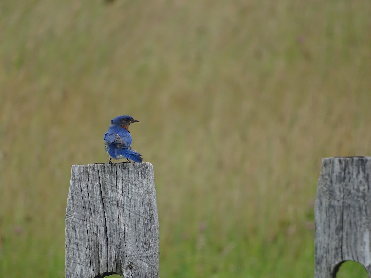 Eastern Bluebird - ML638544190