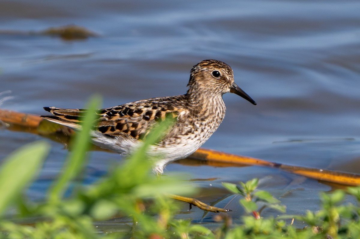 Least Sandpiper - ML638544194