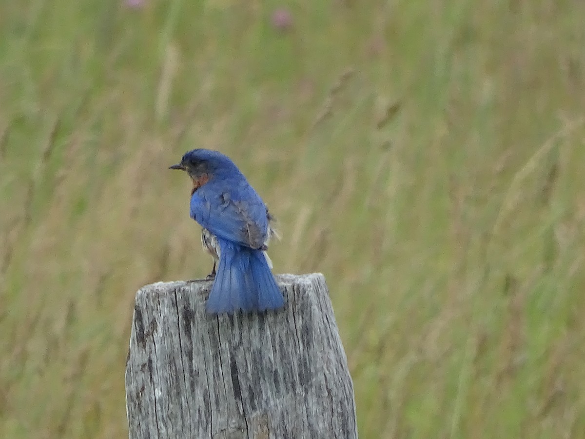 Eastern Bluebird - ML638544197
