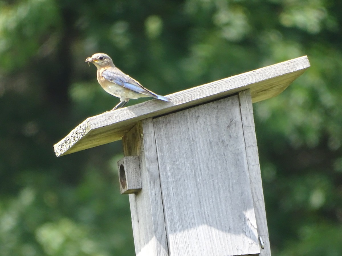Eastern Bluebird - ML638544198