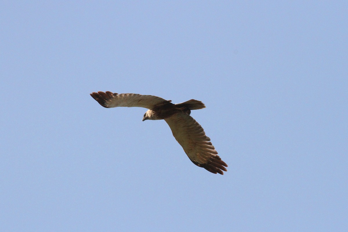 Western Marsh Harrier - ML638544200