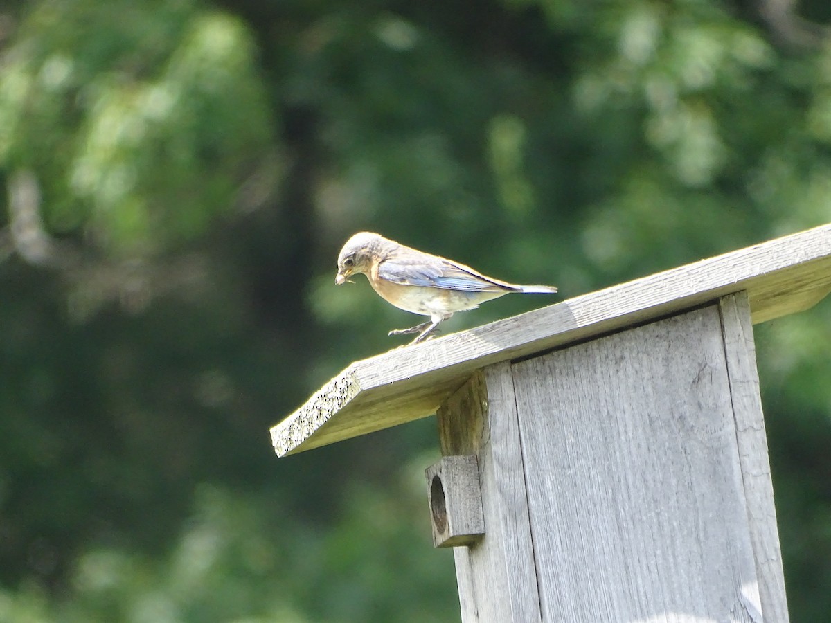 Eastern Bluebird - ML638544201