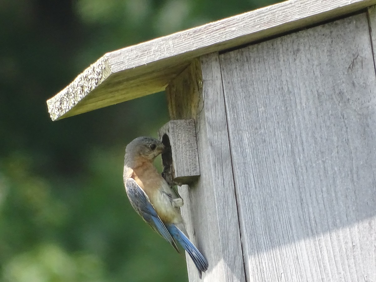 Eastern Bluebird - ML638544204