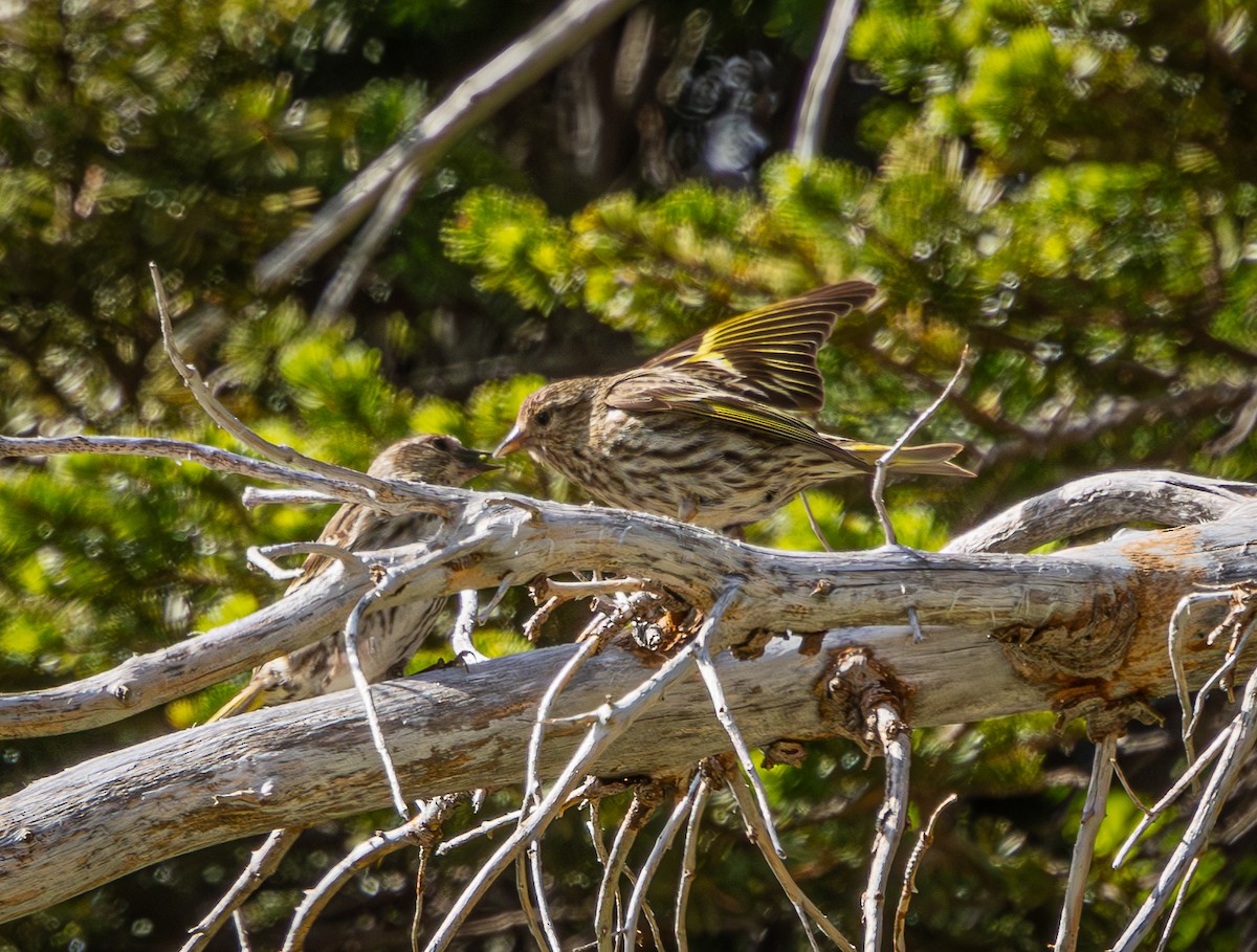 Pine Siskin - ML638544205