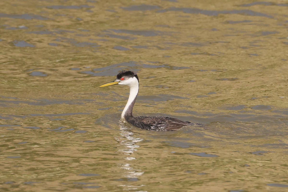 Western Grebe - ML638544211