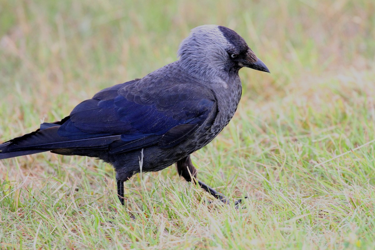 Eurasian Jackdaw - ML638544215