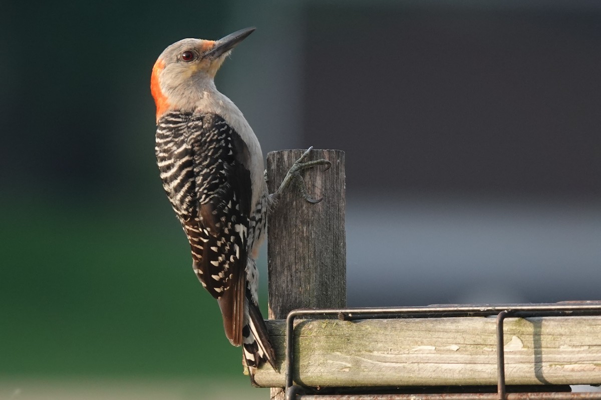 Red-bellied Woodpecker - ML638544231