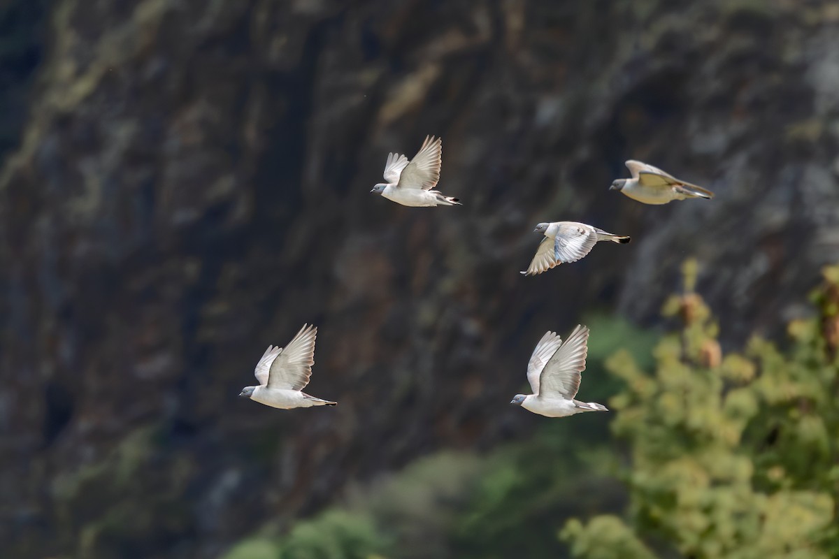 Snow Pigeon - ML638544265