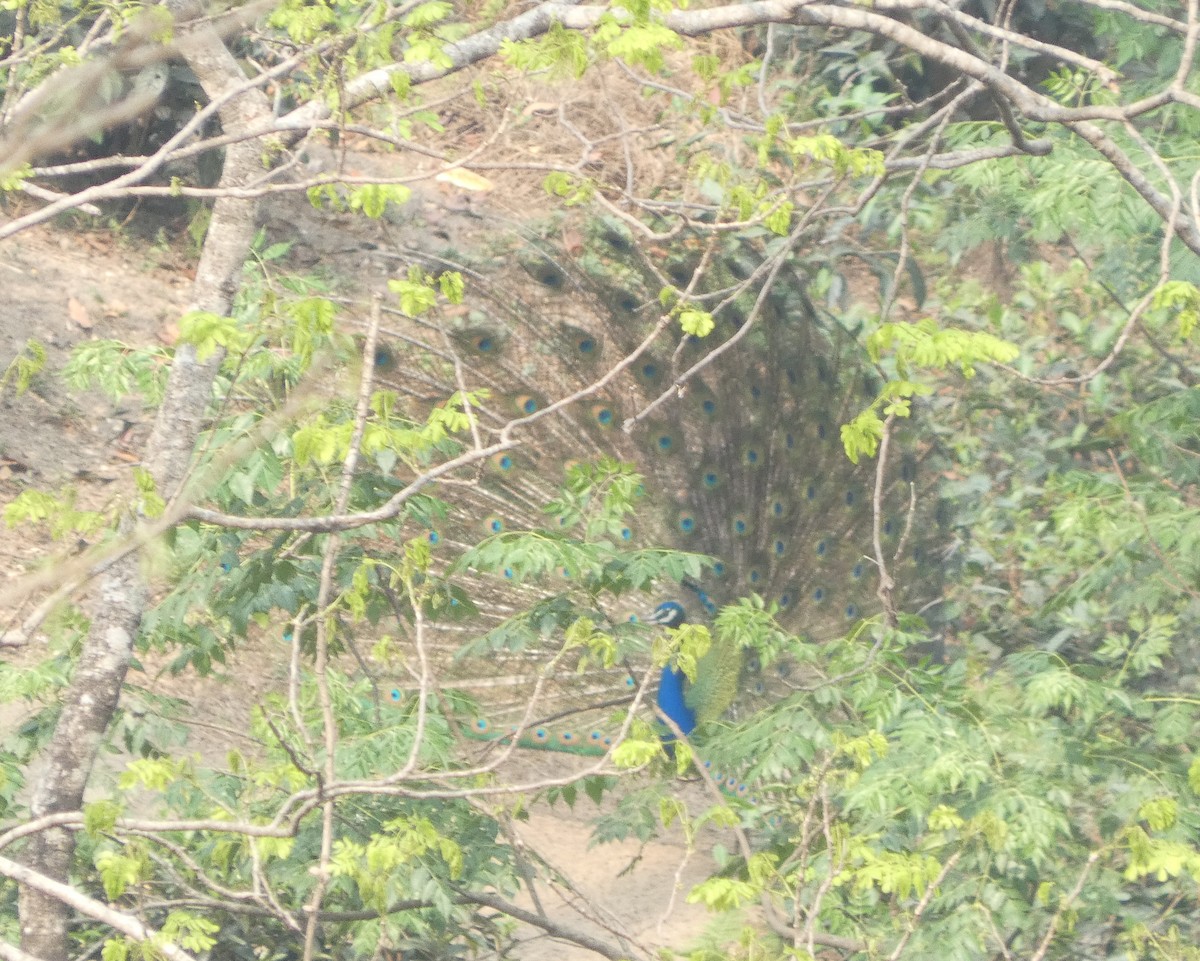 Indian Peafowl - ML638544271