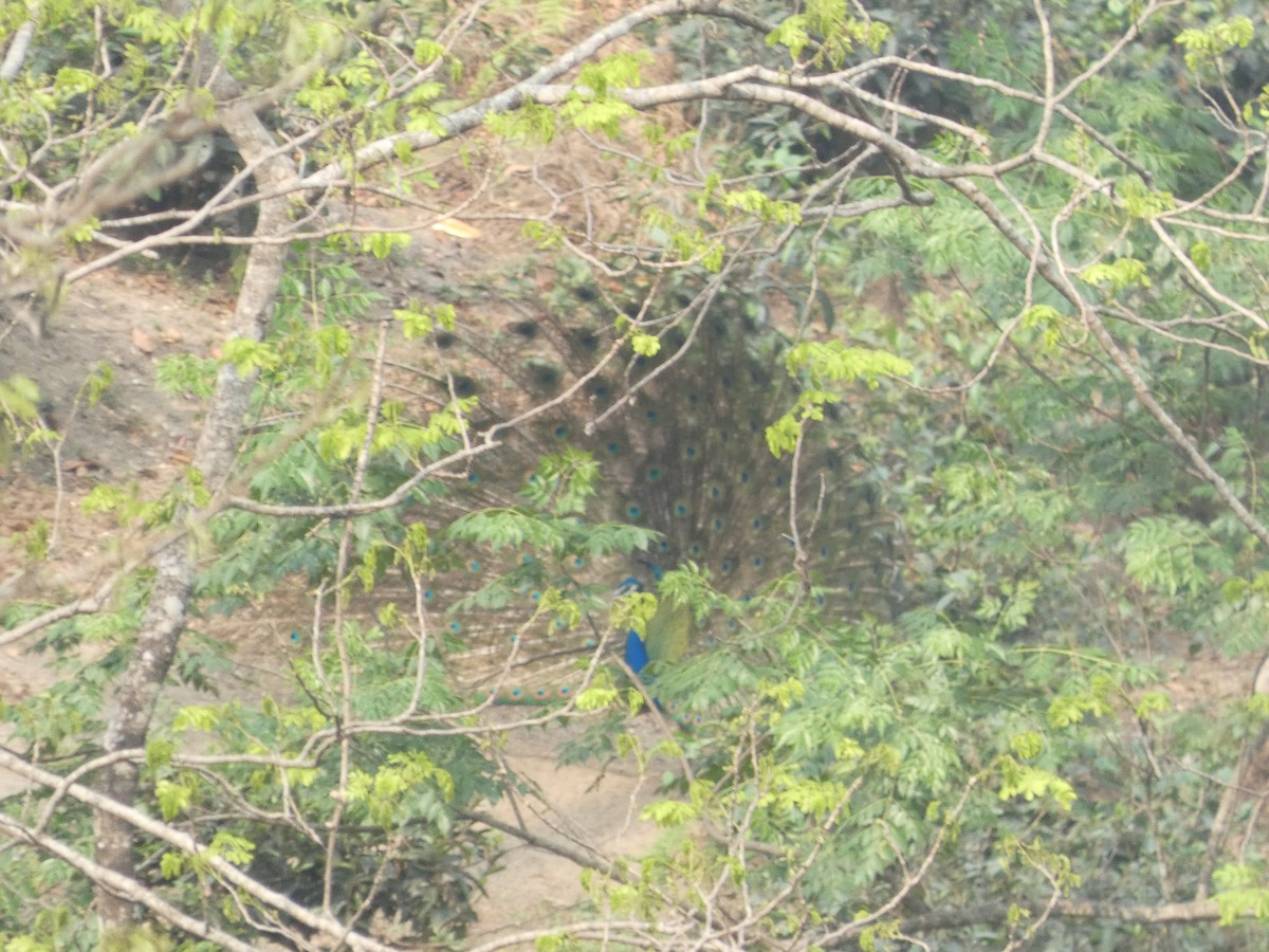 Indian Peafowl - ML638544272