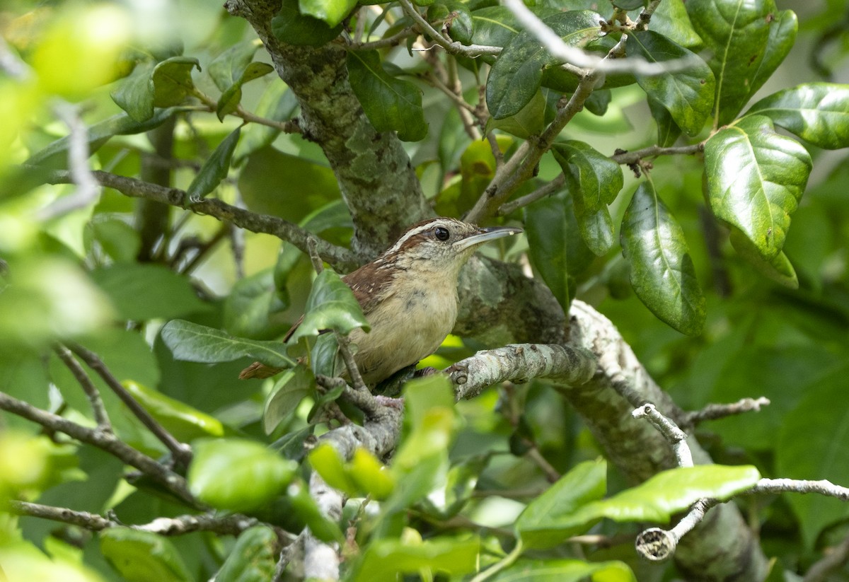 Carolina Wren - ML638544335