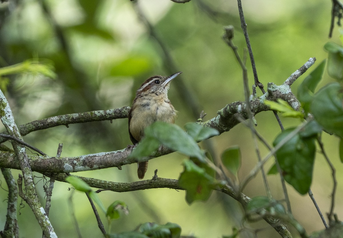 Carolina Wren - ML638544339