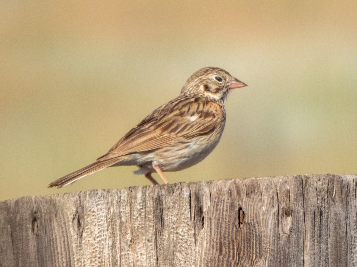 Vesper Sparrow - ML638544366