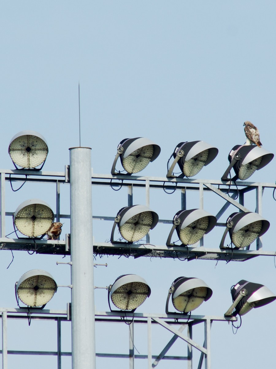 Red-tailed Hawk - ML638544375