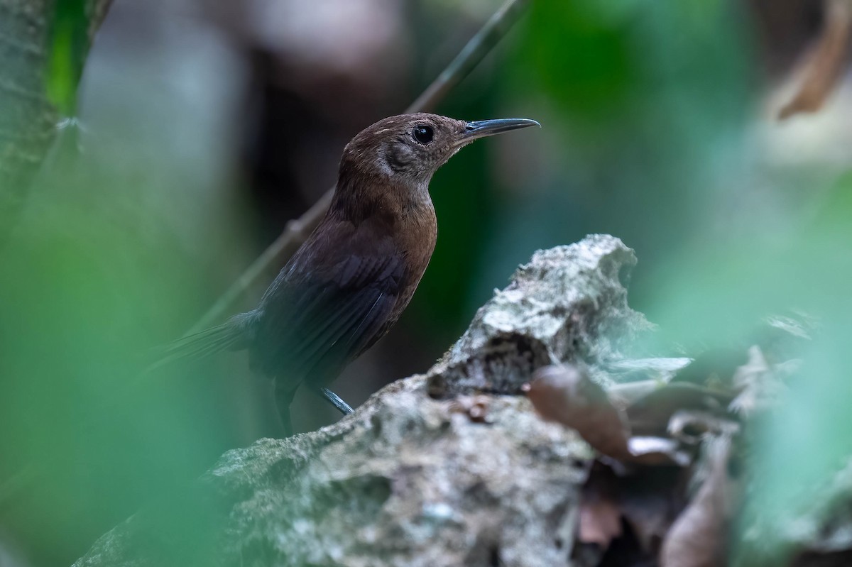 Sumichrast's Wren - ML638544385