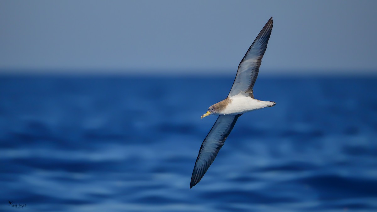 Scopoli's Shearwater - ML638544389