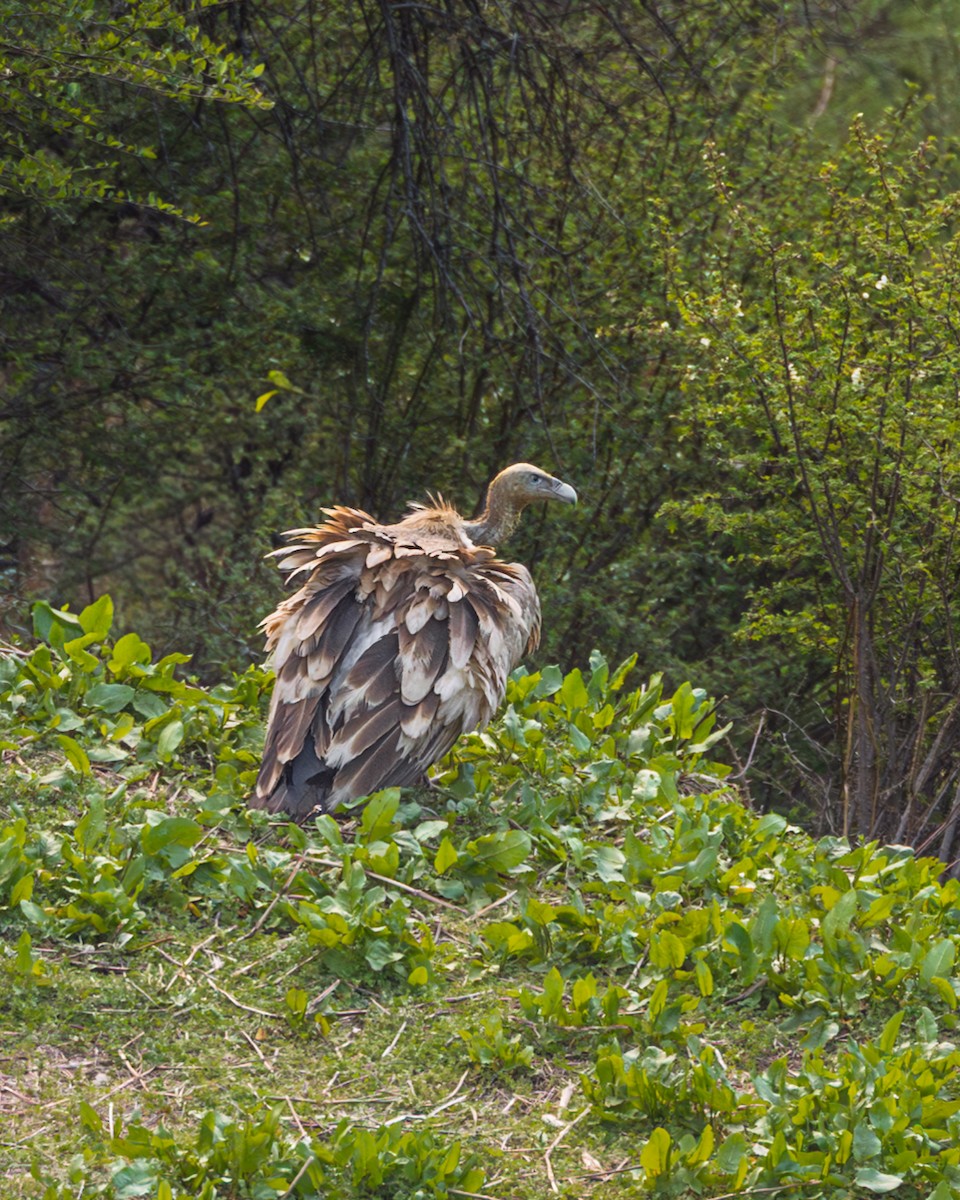 Himalayan Griffon - ML638544424