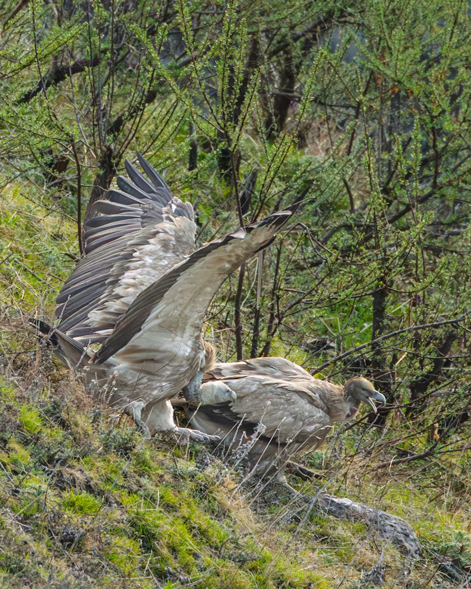 Himalayan Griffon - ML638544426
