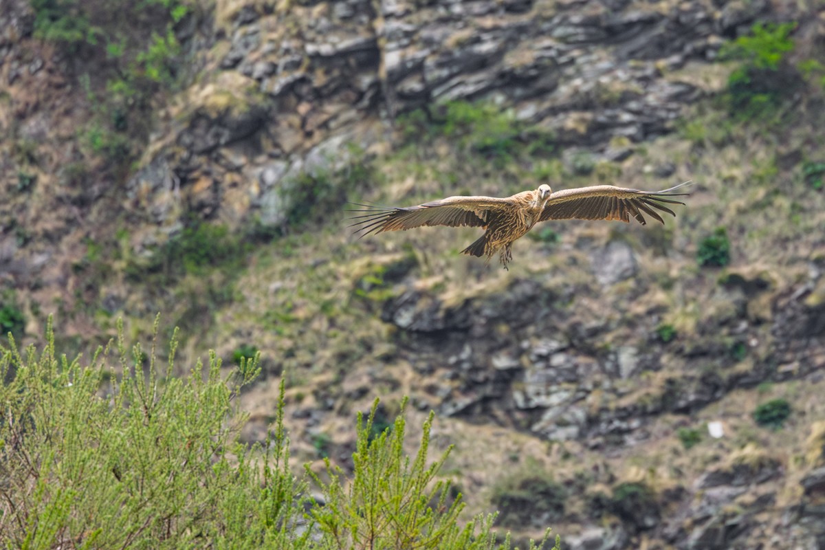 Himalayan Griffon - ML638544428