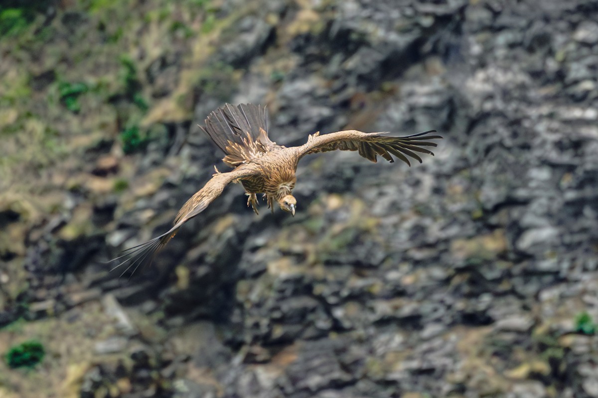 Himalayan Griffon - ML638544429