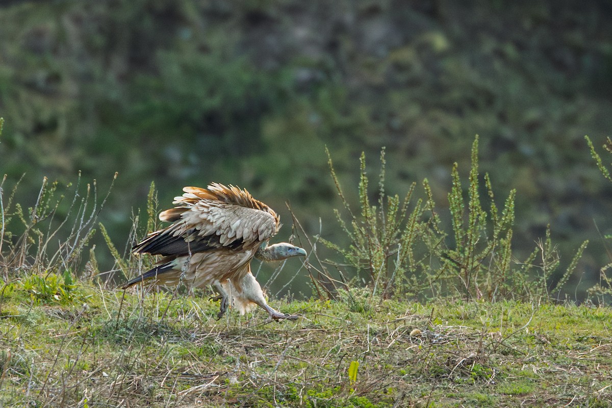 Himalayan Griffon - ML638544430