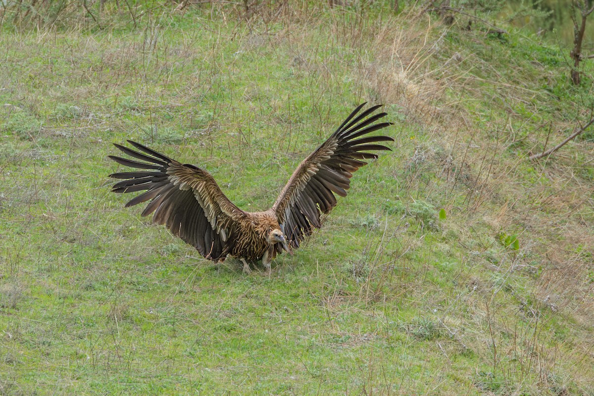 Himalayan Griffon - ML638544434