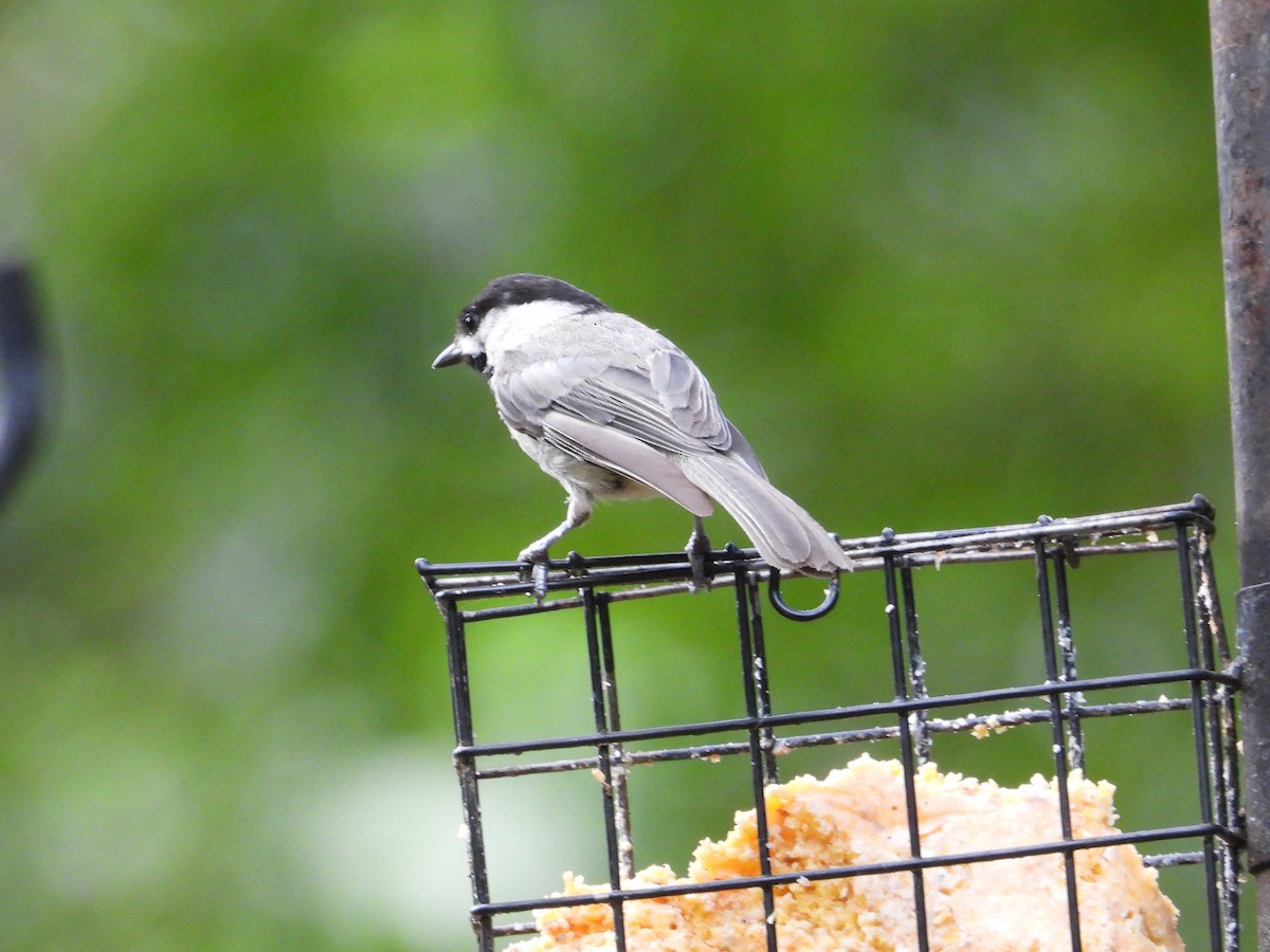 Carolina Chickadee - ML638544463