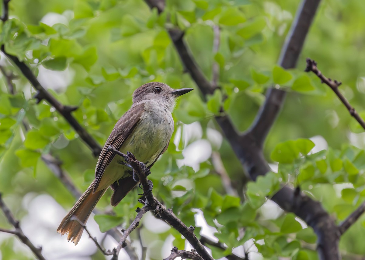 Lesser Antillean Flycatcher - ML638544476