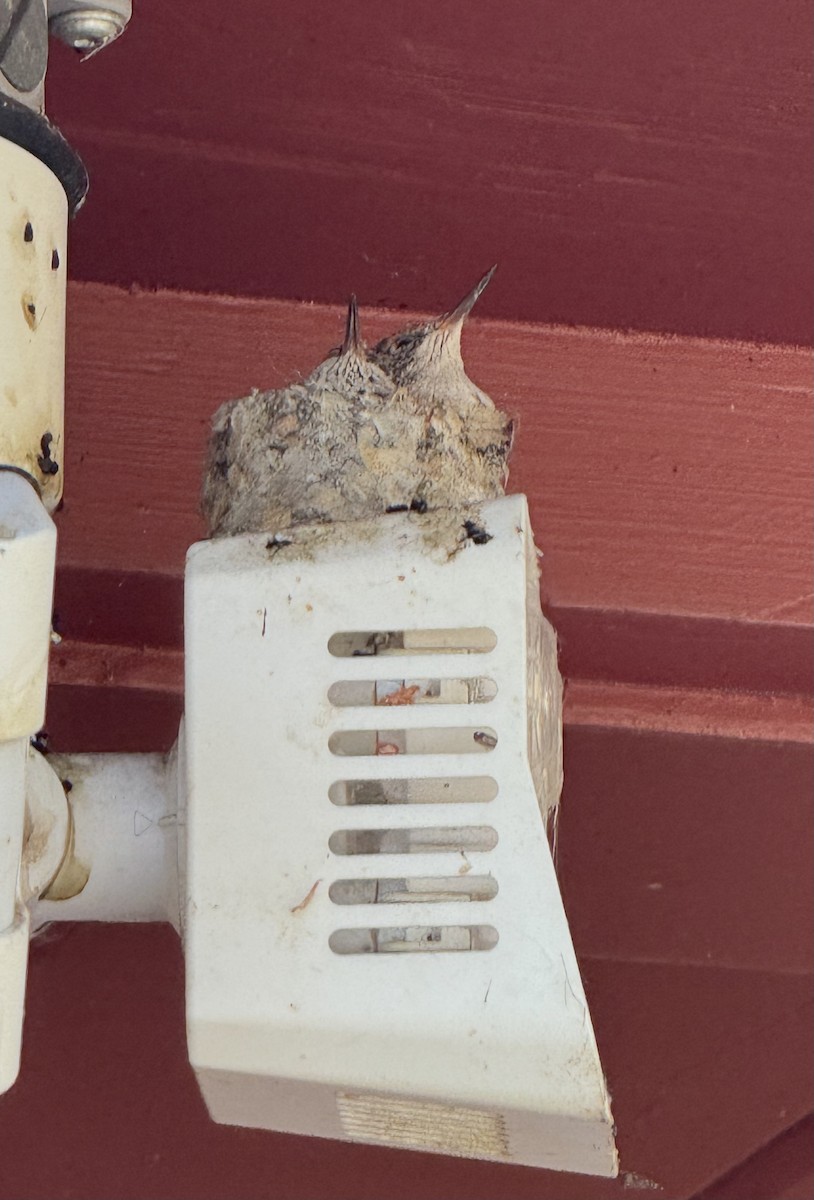 Black-chinned Hummingbird - ML638544482