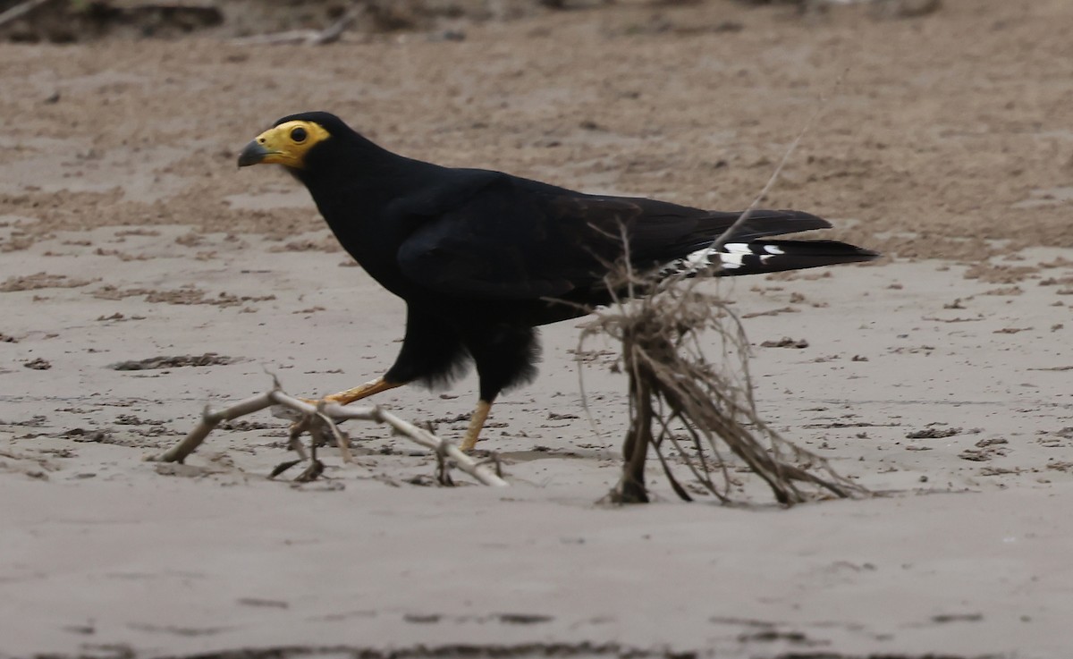 Black Caracara - ML638544508