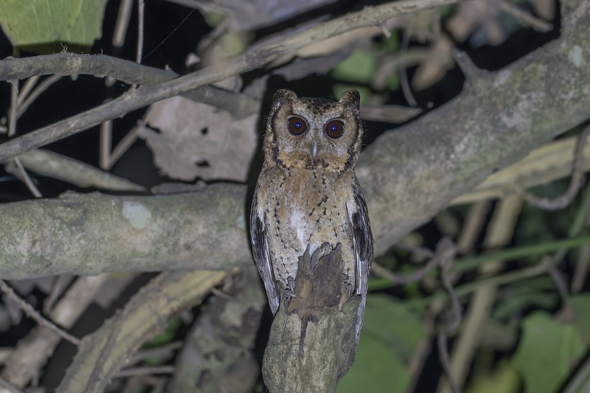 Collared Scops-Owl - ML638544534