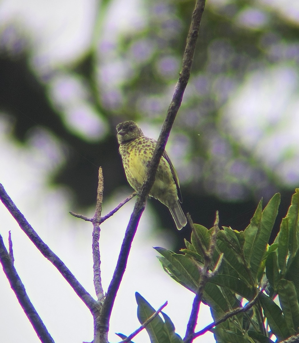 Sharpbill - ML638544556