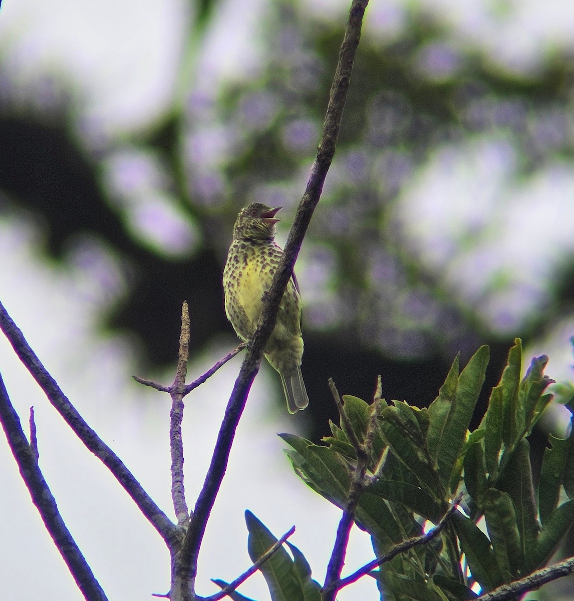 Sharpbill - ML638544557