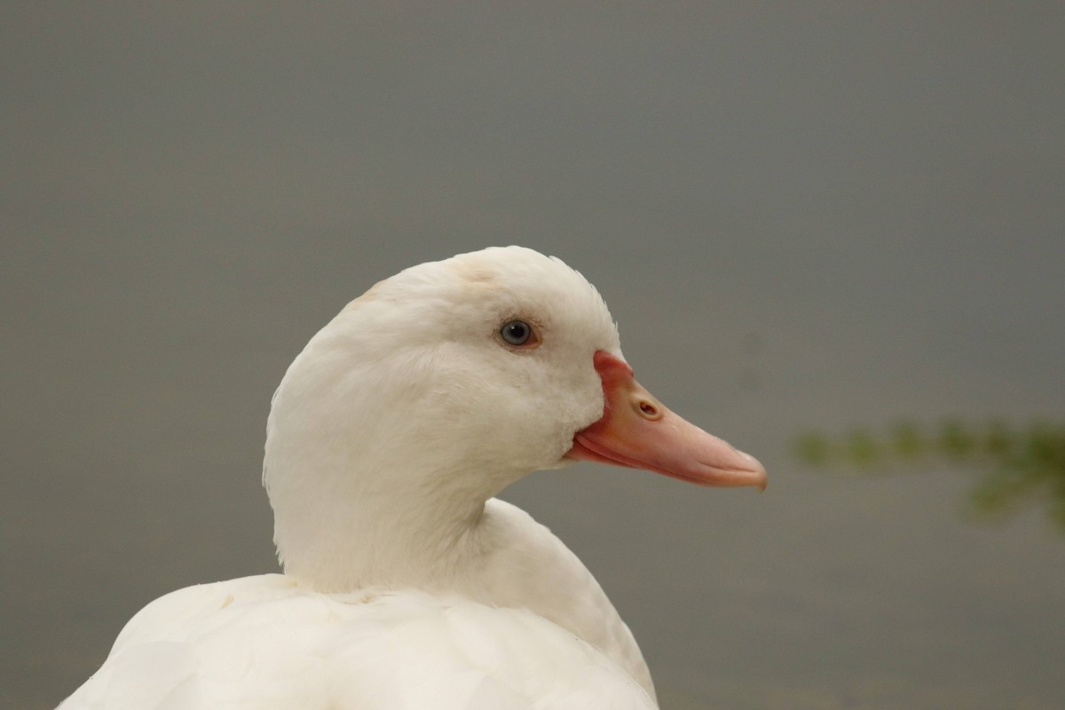 Graylag Goose (Domestic type) - ML638544581