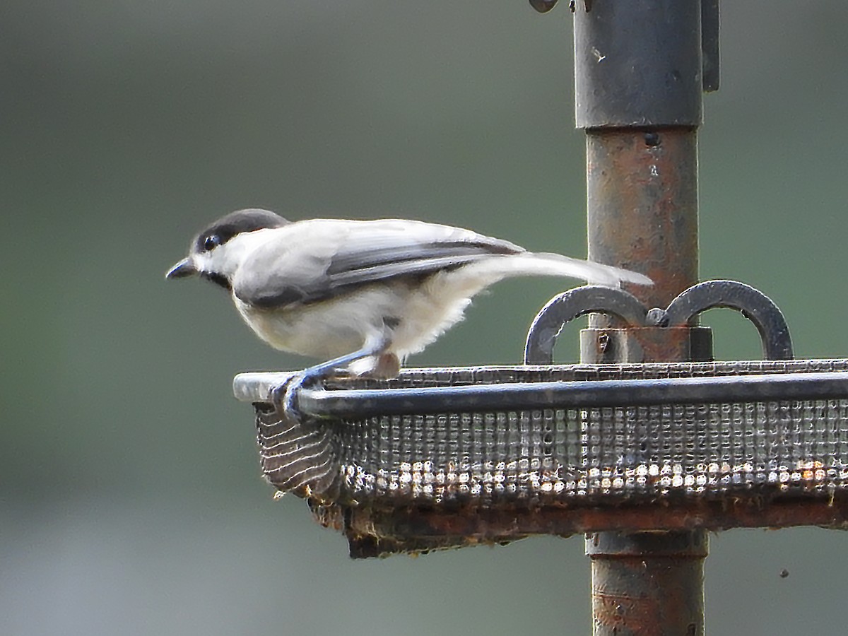 Carolina Chickadee - ML638544614