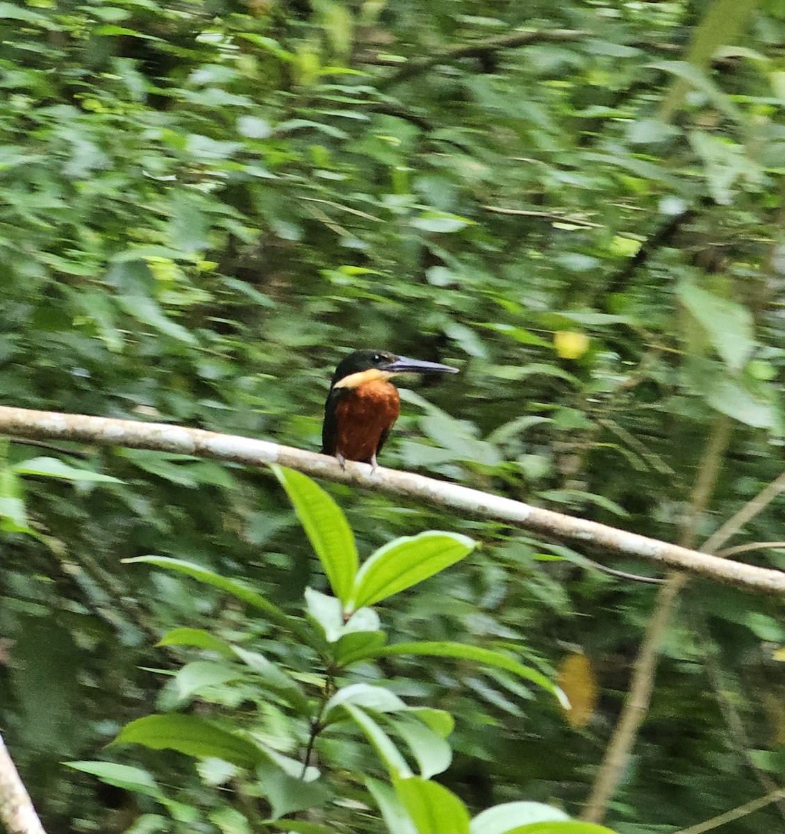 Green-and-rufous Kingfisher - ML638544623