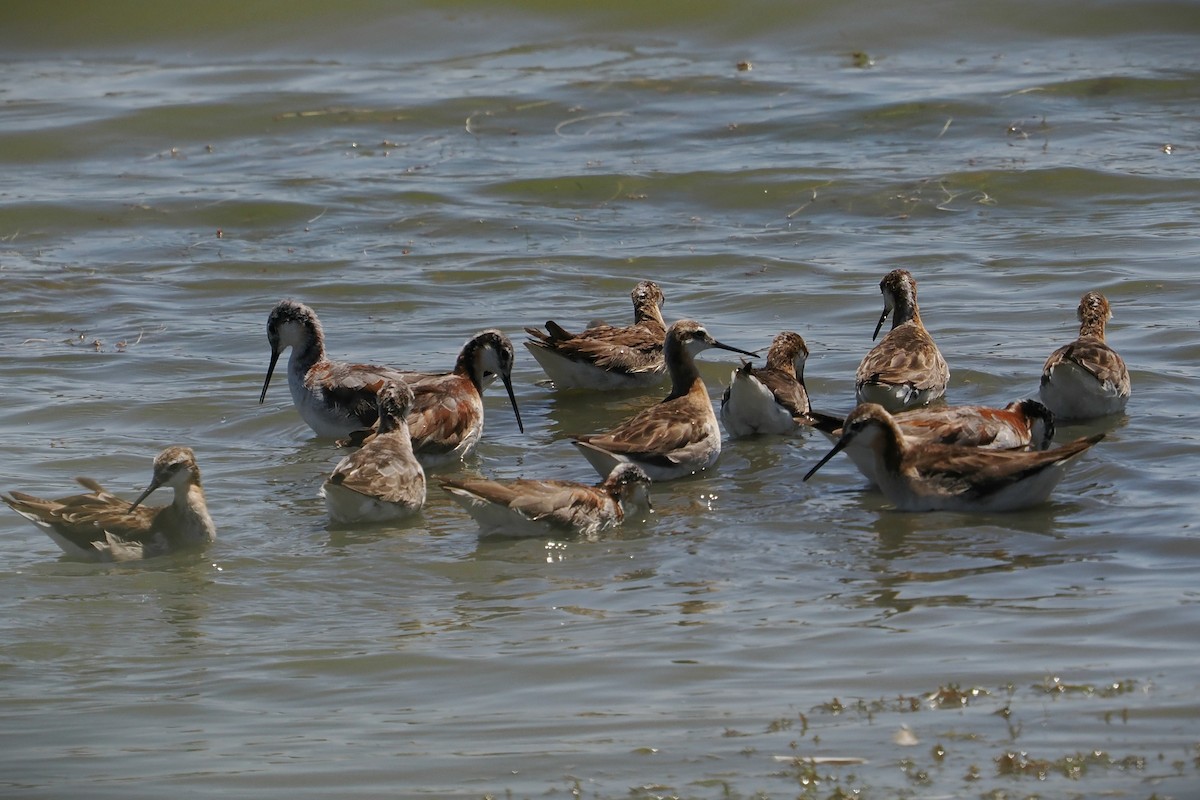 Wilson's Phalarope - ML638544631