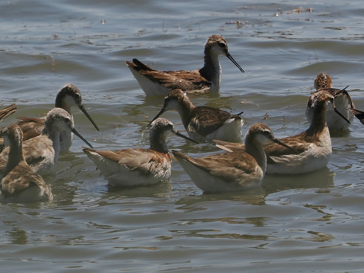 Wilson's Phalarope - ML638544632