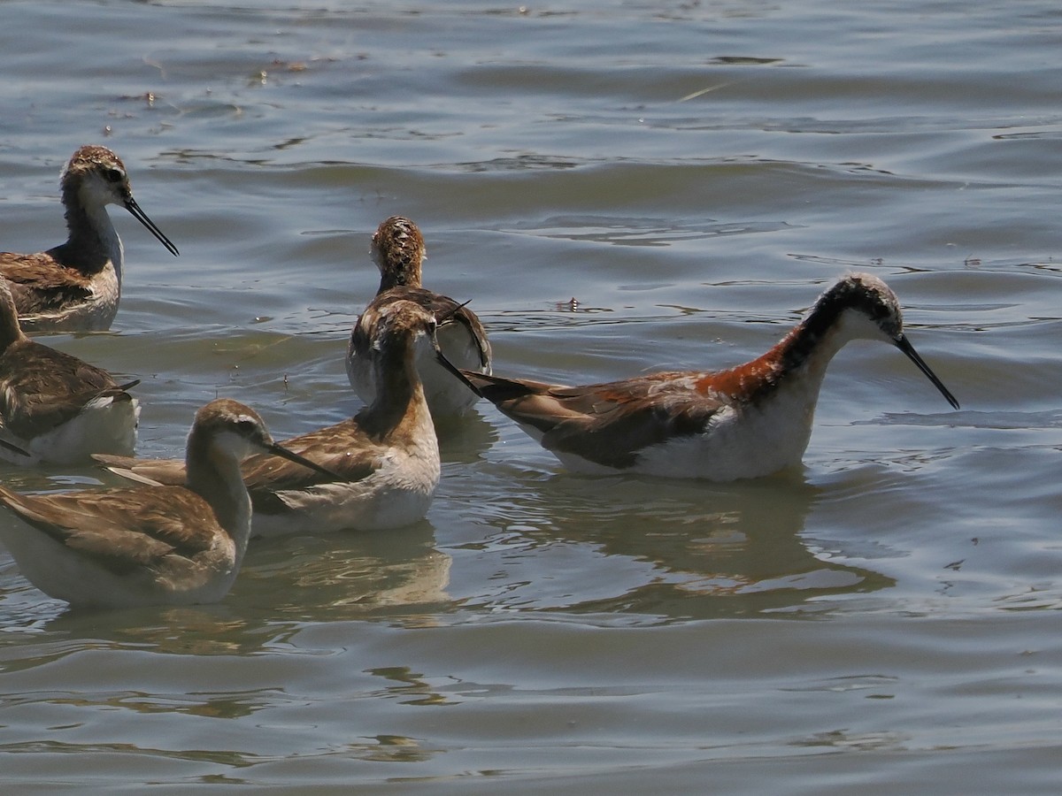 Wilson's Phalarope - ML638544633