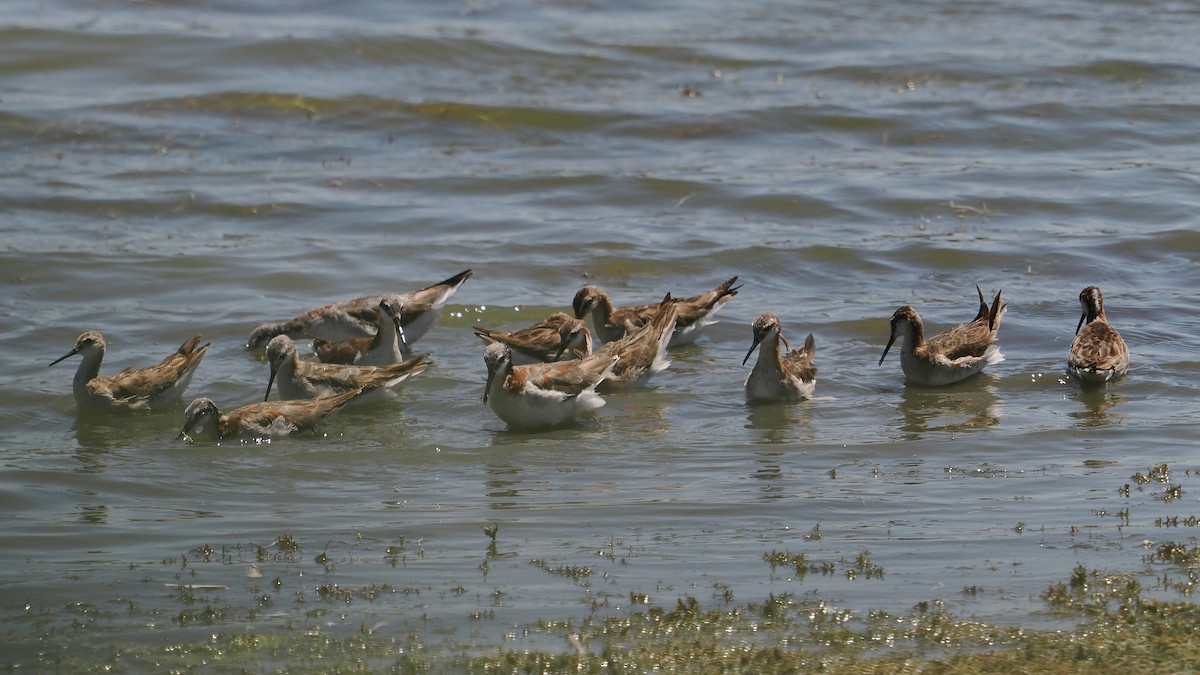 Wilson's Phalarope - ML638544634