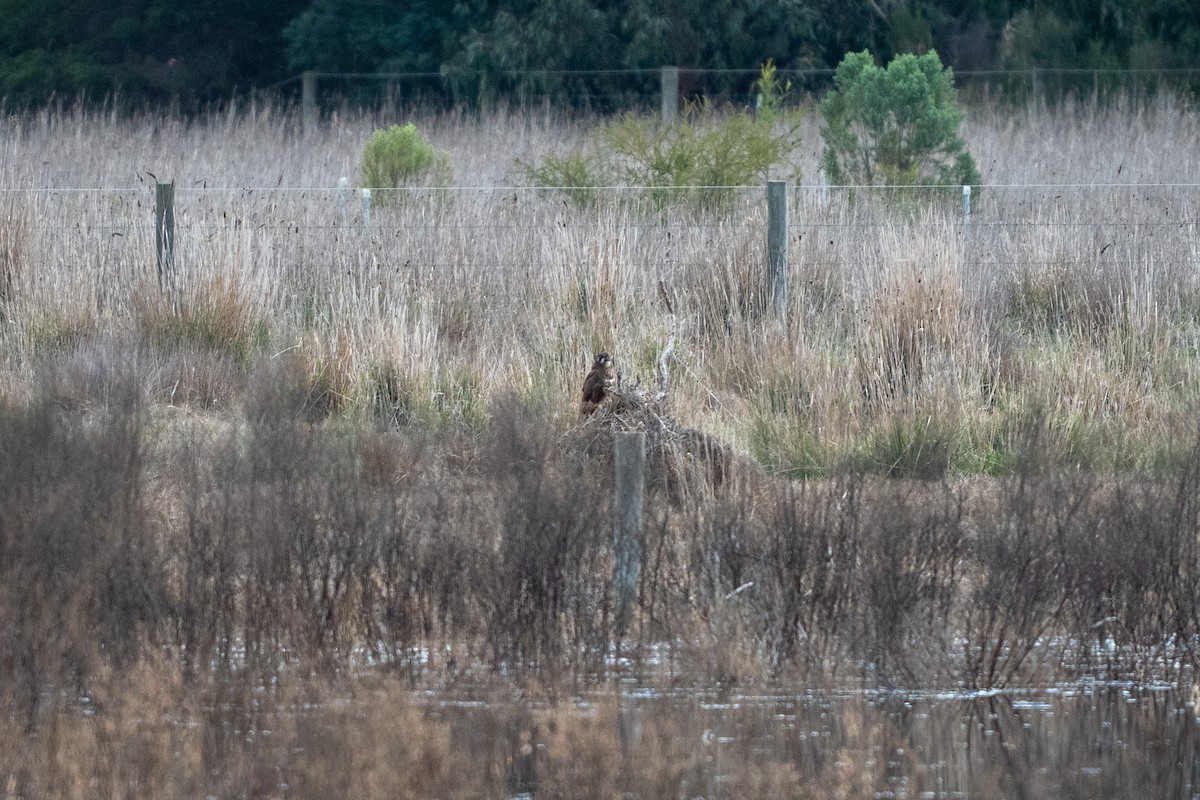 Brown Falcon - ML638544660