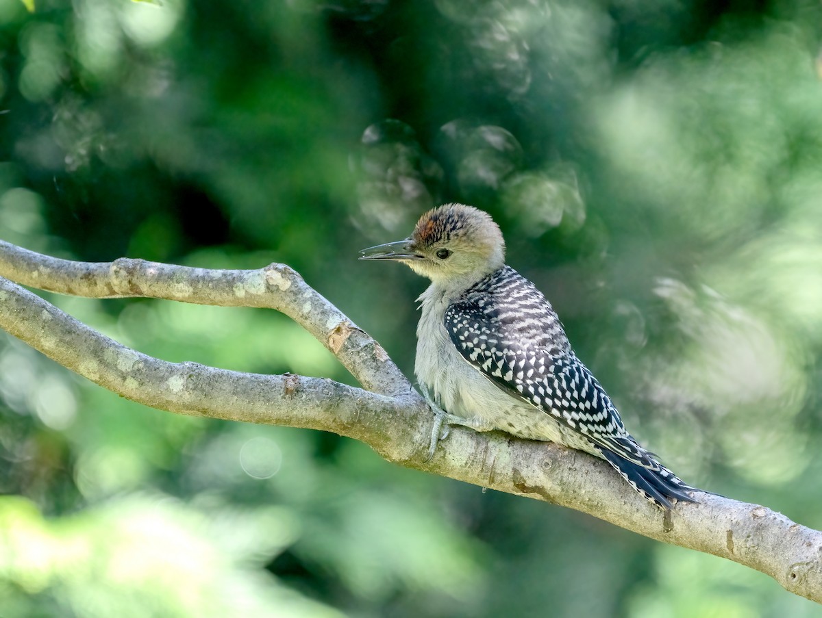 Red-bellied Woodpecker - ML638544667