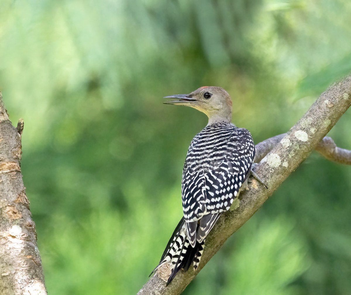 Red-bellied Woodpecker - ML638544668