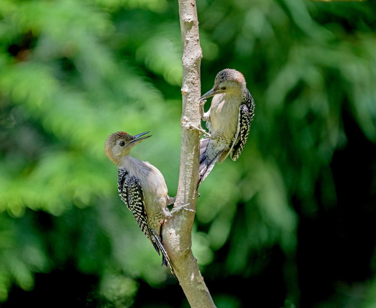Red-bellied Woodpecker - ML638544669