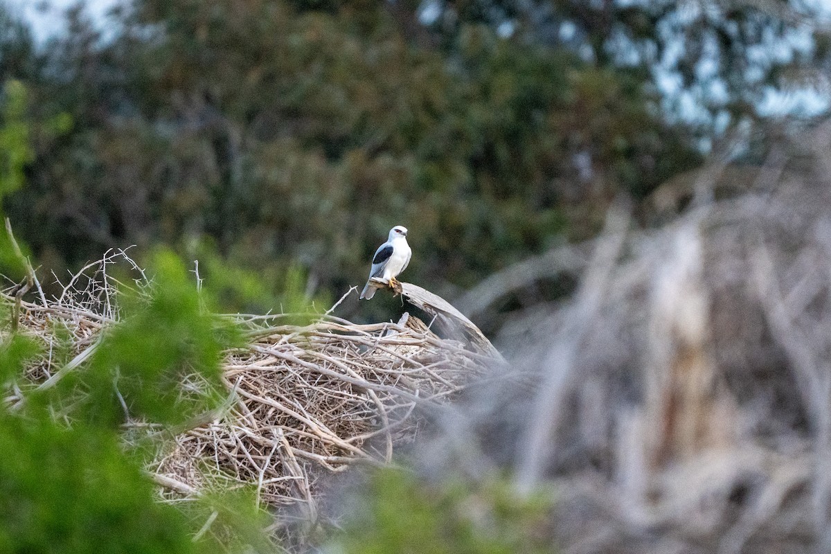 Black-shouldered Kite - ML638544670