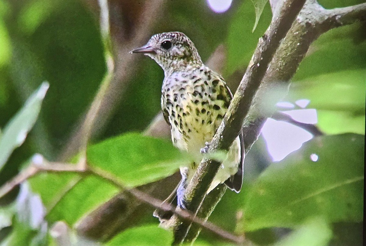 Sharpbill - ML638544677