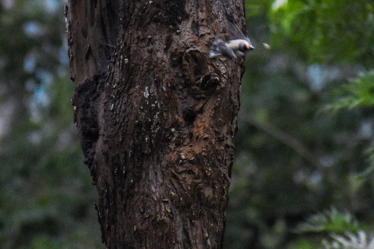 Velvet-fronted Nuthatch - ML638544702